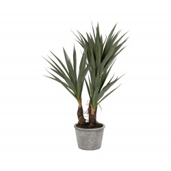 Pianta Yucca Nantucket