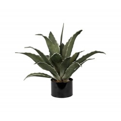 Agave Monterey